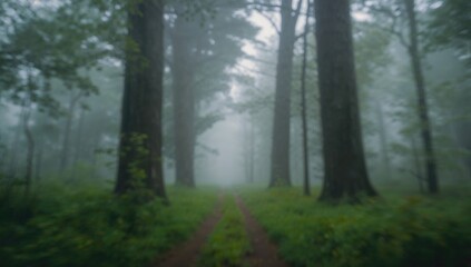 Naklejka premium Soft Focus of Tranquil Foggy Woodland Trail Surrounded by Towering Trees and Verdant Foliage with Gentle Illumination