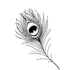 Obraz premium Elegant Hand-Drawn Black Outline Peacock Feather with Solid Black Eye Pattern on White Background