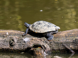 Fototapeta premium Yellow-bellied Terrapin Basking on a Log