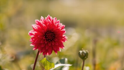 A liberated dahlia featuring a crimson bloom