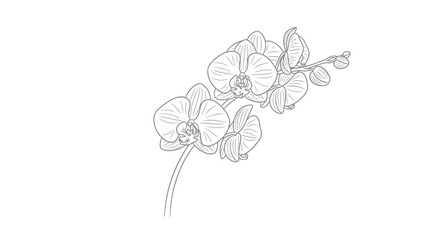Elegant Orchid Branch Illustration with Delicate Line Work for Botanical Studies and Floral Design Projects, suitable for educational materials, coloring books, or graphic design elements