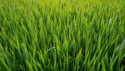Obraz premium Vibrant young blades of grass represent the beginning of nature's renewal, showcasing freshness and vitality as a new season unfolds.