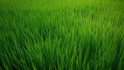 Obraz premium Straight texture of green grass background