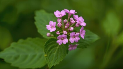Fototapeta premium Close-Up of a Fragile Wildflower with Pink Petals and Lush Green Foliage