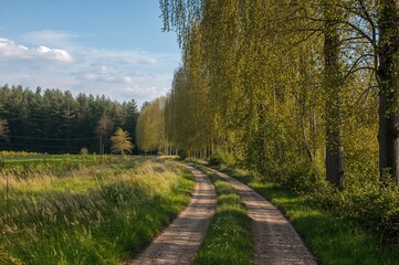 Fototapeta premium Rural trail beside forest