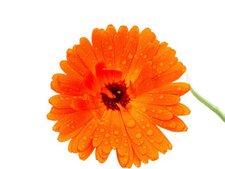 Orange calendula flower isolated on white background, clipping path included