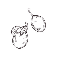 Plums with leaves, drawn in ink and translated into a vector. Vector graphics are great for printing on fabric, paper, textiles, food packaging.