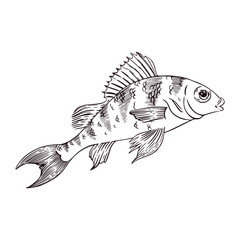 A bass fish with a fin and stripes on its back, hand-drawn in ink and converted to vector. Vector graphics for food products, fishing stores, books, and brochures.