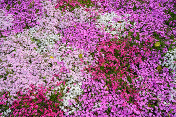 色とりどりに咲く芝桜