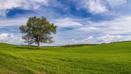 Obraz premium Stunning wide-angle scene featuring a solitary tree amidst lush meadows under a bright sky filled with clouds