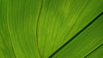 Macro View of Leaf Surface Featuring Natural Green Patterns for Text Placement or Background Use (Dicotyledon Plant Biology)