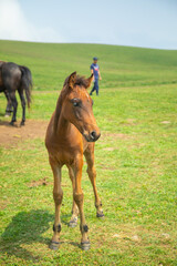 Obraz premium Beautiful brown horse in the field.