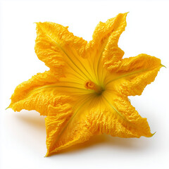 Fototapeta premium pumpkin flower on white background