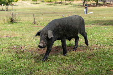 Black pigs raised on grasslands