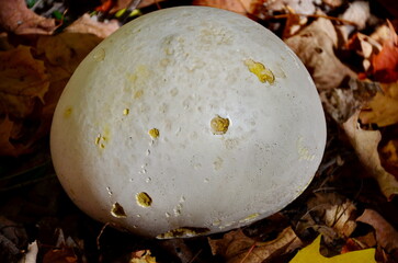 Giant puffball Mushroom on forest floor.