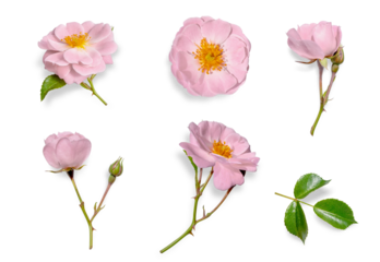 A set of delicate pink wild roses with buds and a sprig of leaves in various positions, isolated on a transparent background. Cut out. With a transparent shadow. Top view. PNG