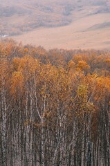 The amazing scenery of autumn on the vast grasslands of Inner Mongolia, China