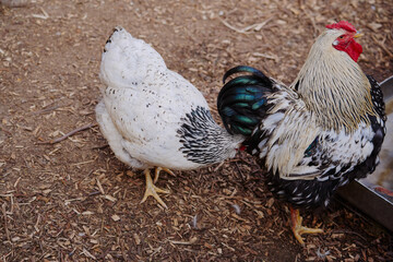 A detailed observation of a rooster and a hen in an outdoor farm setting. Captures the natural...