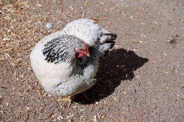 A white hen with black neck feathers is standing on a dirt surface, basking in sunlight. The shade, ground texture, and natural setting complement the scene.