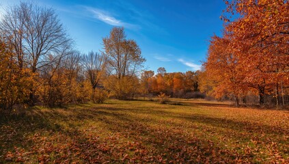 Obraz premium Golden foliage in a woodland setting during fall