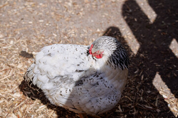 Close-Up of a White Chicken Resting on a Sunny Day Outdoors