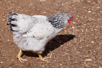 A white chicken with black-tipped feathers strolls across a dirt path under natural daylight, showcasing its rural environment.