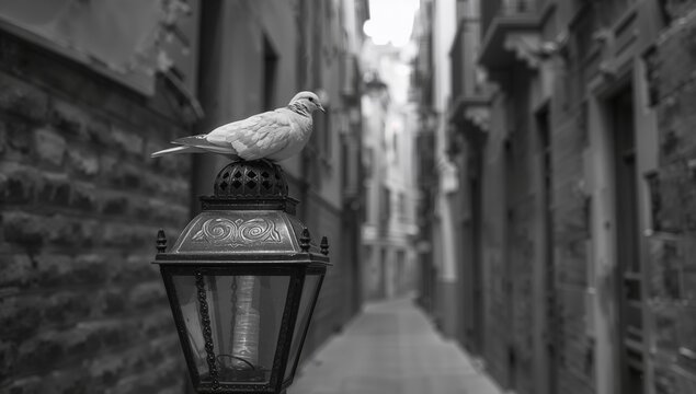Fototapeta Monochrome vertical photo of a dove resting on a street lamp in a historic district