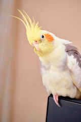Bird pets. White Grey Yellow Corella Parrot (Nymphicus hollandicus).