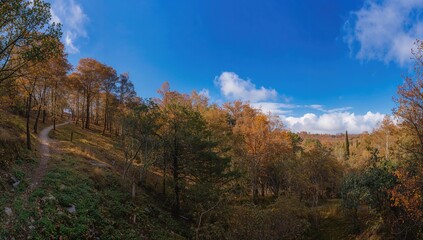Scenic autumn woodland in a Mediterranean island's interior