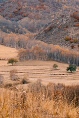 The amazing scenery of autumn on the vast grasslands of Inner Mongolia, China