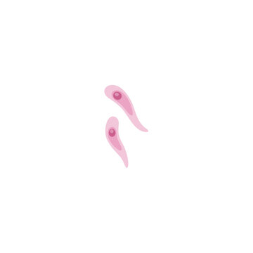 Toxoplasmosis illustration