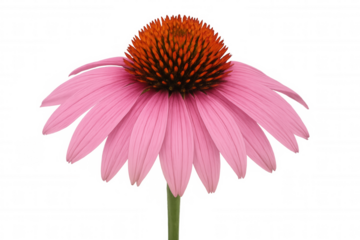 Echinacea purpurea flower, also called purple coneflower, blooming with pink petals and green stem, transparent background