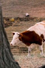 The amazing scenery of autumn on the vast grasslands of Inner Mongolia, China