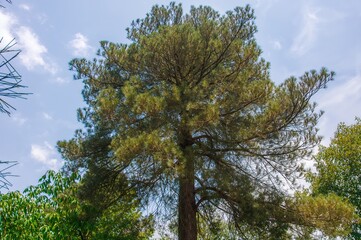 Obraz premium Natural backdrop featuring an evergreen tree from the Casuarinaceae family