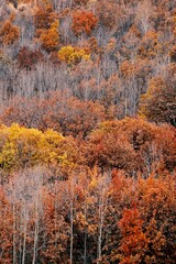 The amazing scenery of autumn on the vast grasslands of Inner Mongolia, China