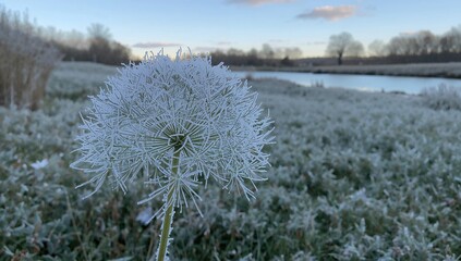 Frost-kissed dill on a chilly morning