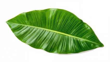 Fototapeta premium Isolated Exotic Tropical Calathea Lutea Leaf on White Background