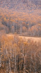 The amazing scenery of autumn on the vast grasslands of Inner Mongolia, China