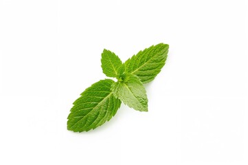 Fresh mint leaf isolated on white background with clipping path