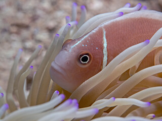 Pink Anemonefish - Amphiprion perideraion - Halsband Anemonenfisch