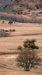 The amazing scenery of autumn on the vast grasslands of Inner Mongolia, China