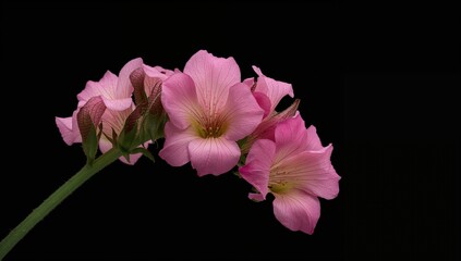 Fototapeta premium Colorful snapdragon blooms, lat. Antirrhinum majus, set against a dark backdrop