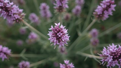 Obraz premium Detailed view of light purple chicory blossoms with vivid natural tones from above, sharp foreground and soft abstract backdrop.