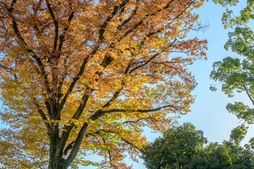 秋の空に映える紅葉