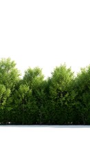 Lush Green Trees Against a Bright White Sky Background.
