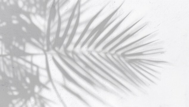 Abstract grey shadow of palm leaves and tree on white wall texture for background and wallpaper. Tropical foliage shadow overlay with palm leaf design mockup - Powered by Adobe