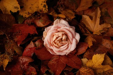 Withered pink flower in fall season