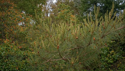 Fototapeta premium Pine Cones and Leaves of a Rare Tree Species in a Countryside Garden During Early Autumn