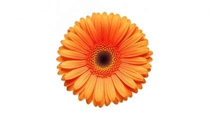 Gerbera bloom displayed against a plain white backdrop