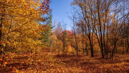 Obraz premium Vibrant fall foliage with yellow and brown leaves on tree branches
